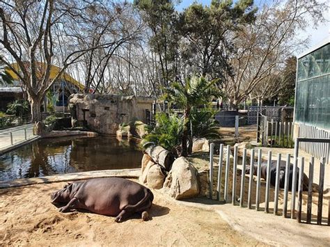Barcelona Zoo - All You Need to Know BEFORE You Go - Updated 2020