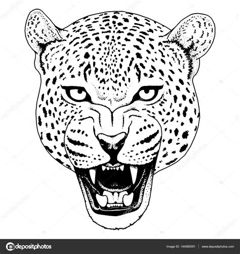 Jaguar Face Drawing at PaintingValley.com | Explore collection of