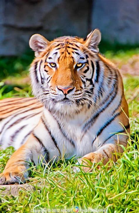Tiger Gaze Photo Random Beauty - Photographer: Atort Photography