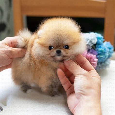 Paws Teacup Pomeranian Puppies Buy Teacup Pomeranian Puppies For Sale