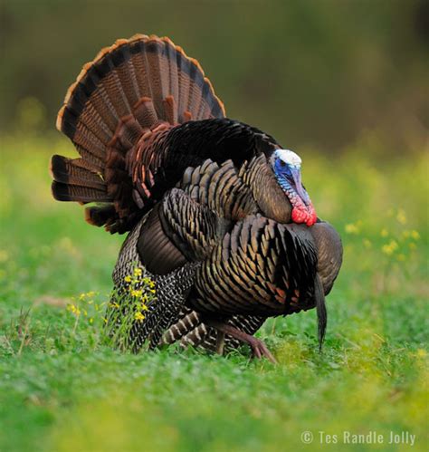 Hunting Statewide Turkey Season Opens This Saturday Sowegalive