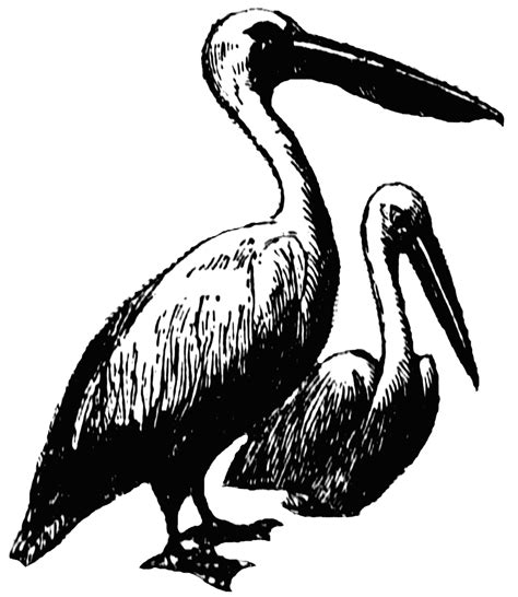 Pelican Clipart Etc