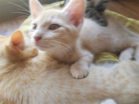 Kitten Cream Tabby Vax And Microchip Included Dilute Ginger Cats