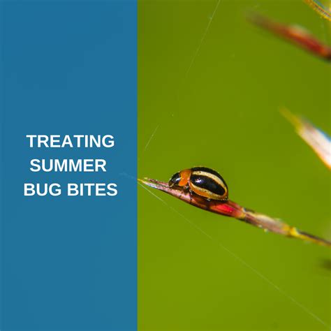 Treating Summer Bug Bites Savannah River Dermatology