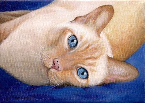 Flame Point Siamese Flame Point Siamese Here We Are Toniks Portrait