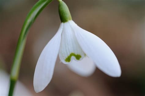 The Best Snowdrops For Your Garden Gardens Illustrated