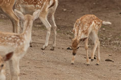 Zoo Petting Farm (91) | Todd Money | Flickr