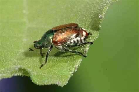 Japanese Beetles How To Get Rid Of Japanese Beetles The Old Farmers