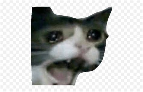 Harry Crying Screaming Cat Meme Emojisad Cat Emoji Free