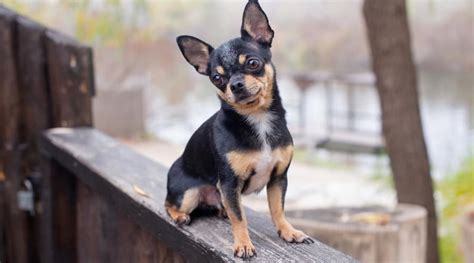 Chihuahua Dog Breed Information Facts Pictures Traits And More