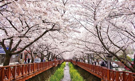 When winter arrives in korea, icy cold winds come with it. Spring in South Korea - when and where to see the cherry ...