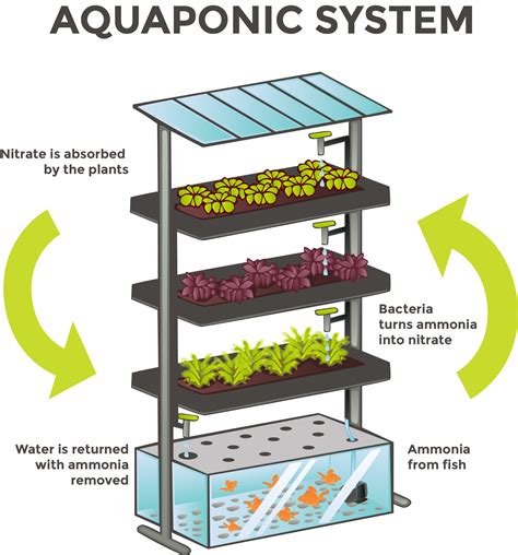 A Geat Source Of Organic Vegetables The Aquaponics Agriculture