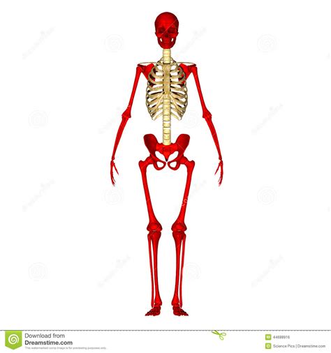 How many bones do humans have? Skeleton Stock Illustration - Image: 44688916