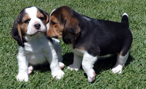 Beagle Puppy Pictures and Information | Puppy Pictures and Information