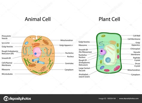 Eltern können die übungsblätter zum. Bildung-Diagramm der Biologie für Tier und Pflanze Zelle ...