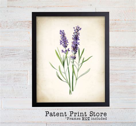 Vintage Watercolor Lavender Print Botanical Print Art Print Lavender