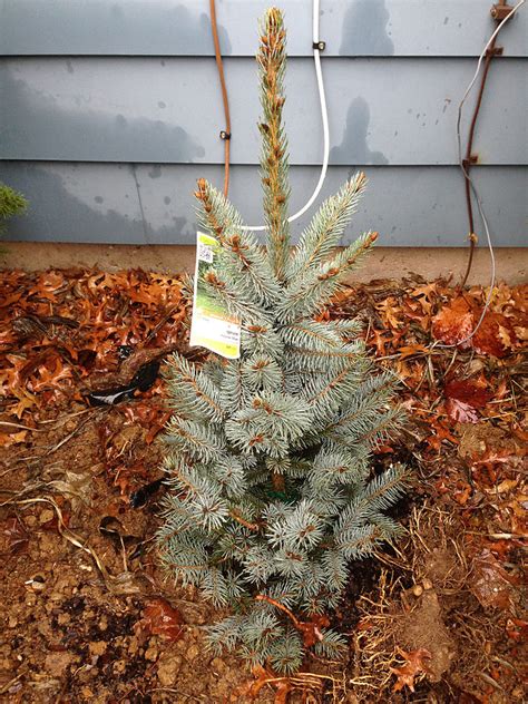 Landscaping Tips Facts About And Planting Instructions For Blue Spruce