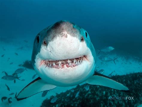 Great White Wait Is He Smiling At Us Happy Shark Shark Shark Fishing