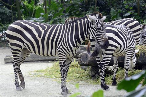 Singapore Zoo Zebra 2 Sentosa Resort Island And Singapore Zoo