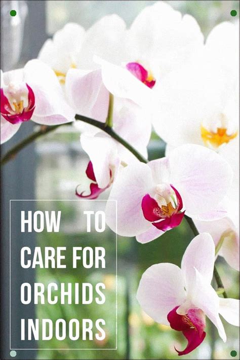 How To Care For Orchids Indoors Indoor Orchids Orchid Care Orchid
