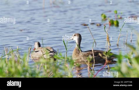 Spotted Teal Stock Videos And Footage Hd And 4k Video Clips Alamy