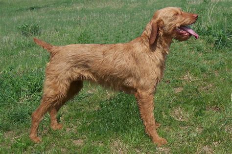 Wirehaired vizslas are medium sized. Wirehaired Vizsla Info, Temperament, Puppies, Pictures