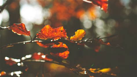 Wallpaper Leaves Macro Branch Autumn Hd Picture Image