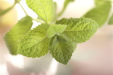 Fresh Green Mint Stock Photo Image Of Still Herbalism 10959884