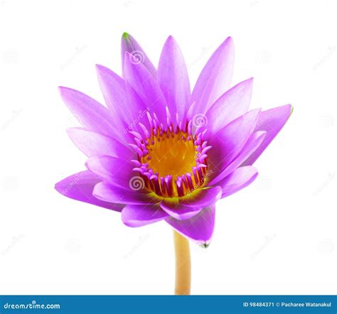 Purple Lotus Flower Isolated On White Background Beautiful Lotus