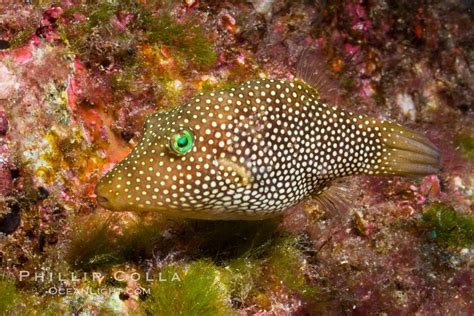 Spotted Sharpnose Puffer Fish Canthigaster Punctatissima Sea Of