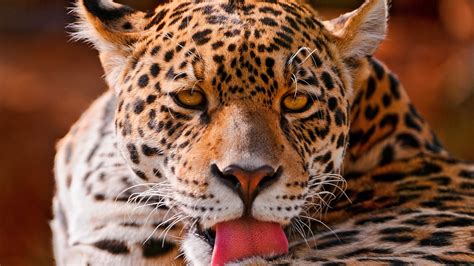 Download Wallpaper 1920x1080 Leopard Face Close Up Big Cat Full Hd