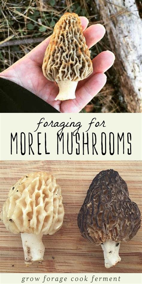 Foraging For Morel Mushrooms