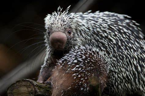 Porco espinho precioso e ameaçado Meus Animais