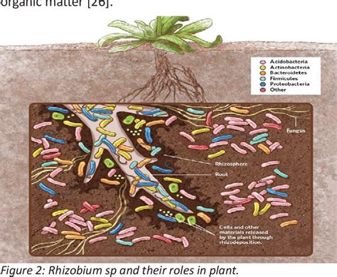 Figure From Role Of Soil Microbes In Agriculture A Review Semantic