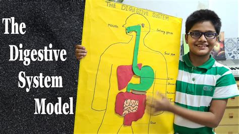 How To Make Simple Digestive System Model Using Cardboard Human