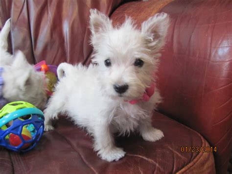 We also provide quality pet foods and supplies. Nancy's Westies - Sage's Litter of Westie Puppies for Sale