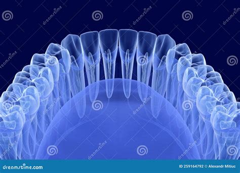 Xray Teeth Mouth Dental Tomography Vector X Ray Radiology Oral Panorama Medical Skeleton X Ray