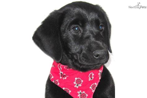 British labrador breeder & puppies for sale in minnesota | kt british labs. Meet Ryker a cute Labrador Retriever puppy for sale for ...