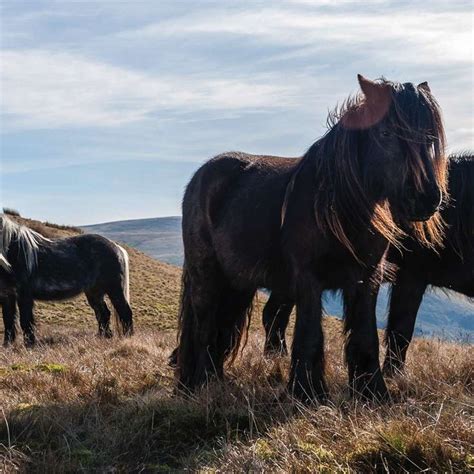 History Of Cumbrias Fell Ponies — Bbc Countryfile Magazine Fell Pony