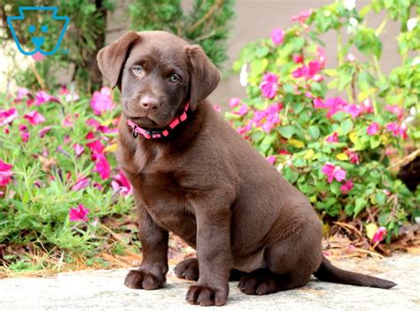 Ginny Labrador Retriever Chocolate Puppy For Sale Keystone