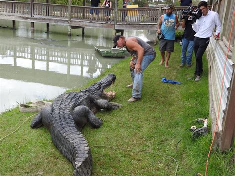 We have multiple financing options available including buy here pay here. Gator Country adds record-breaking alligator to park