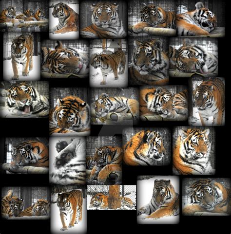 Tiger Collage By Katsuforov Chan On Deviantart