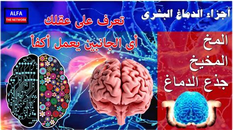 أهم المعلومات عن مخ الانسان وعقلة معلومات هامة عن الدماغ البشرى وتكوينة youtube