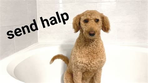 Funny Dog Reaction When Its Bath Time She Doesnt Like Baths Youtube