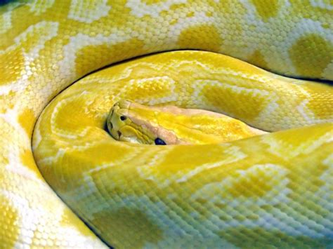 Serpientes Información Principal Especies Clasificación Y Cuidados