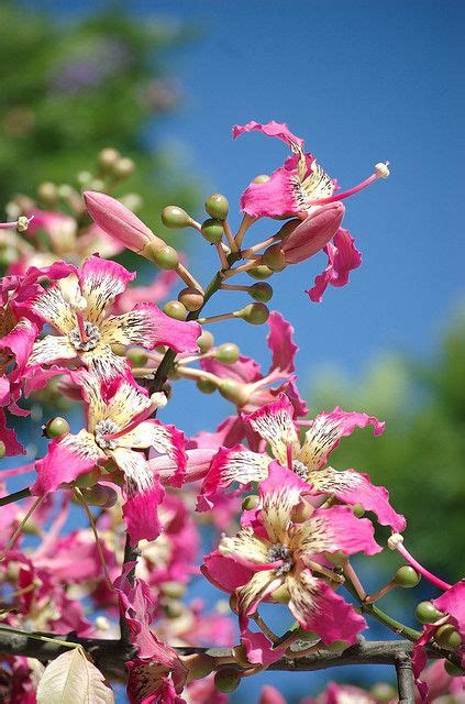 Palo Borracho El Toborochi Tree Flowering Beautiful Pink Flowers