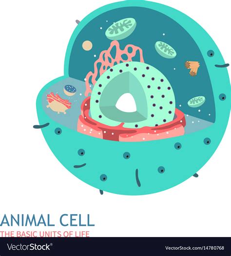 Animal Cell Anatomy Royalty Free Vector Image Vectorstock