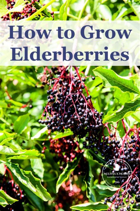 How To Grow Elderberries And Planting Tips Melissa K Norris