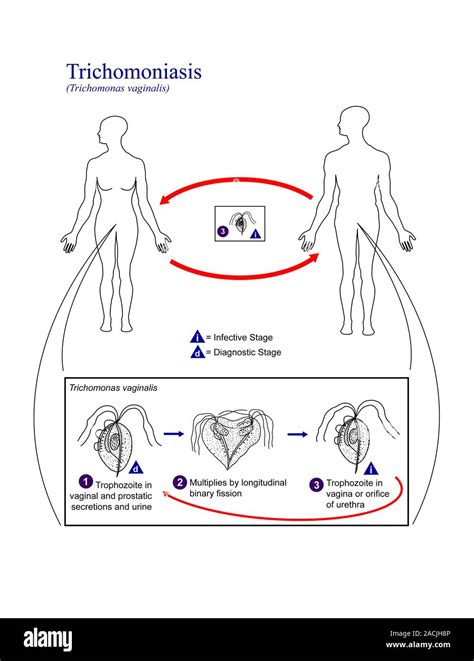 Trichomoniasis Life Cycle Diagram Showing The Life Cycle Of The Parasitic Protozoan Trichomonas
