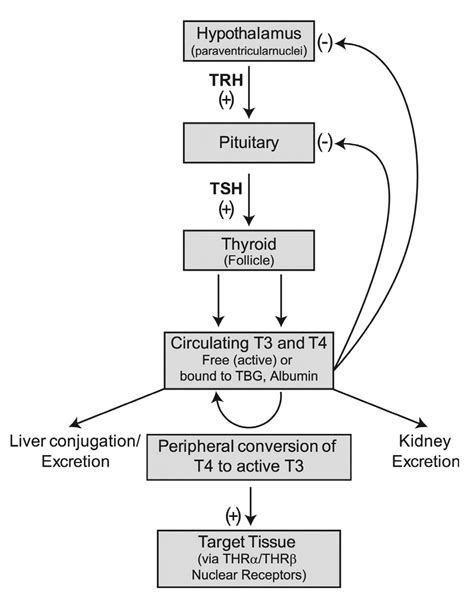Overview Of Thyroid Hormone Regulation Thyroid Releasing Hormone Trh Is Synthesized And